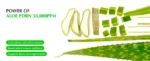 EQQUALBERRY - Aloe PDRN Calming Serum - Image 4
